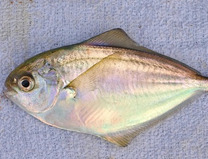Máslová ryba